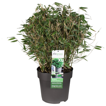 Bambus - Fargesia murieliae 'Moontears' Boobux - Ø29cm ↕70cm - Immergrüner Bambus für Hecke, Bodenbedeckung & Kübel - Winterhart & pflegeleicht 