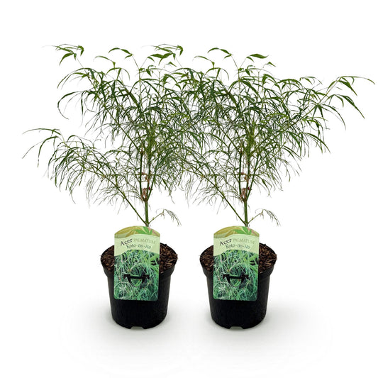 Japanischer Ahorn – Acer palmatum 'Koto-no-ito' – 2 Pflanzen – ca. 70 cm hoch – Topf Ø19 cm – feingliedriges grünes Laub – Balkon- & Gartenpflanze 