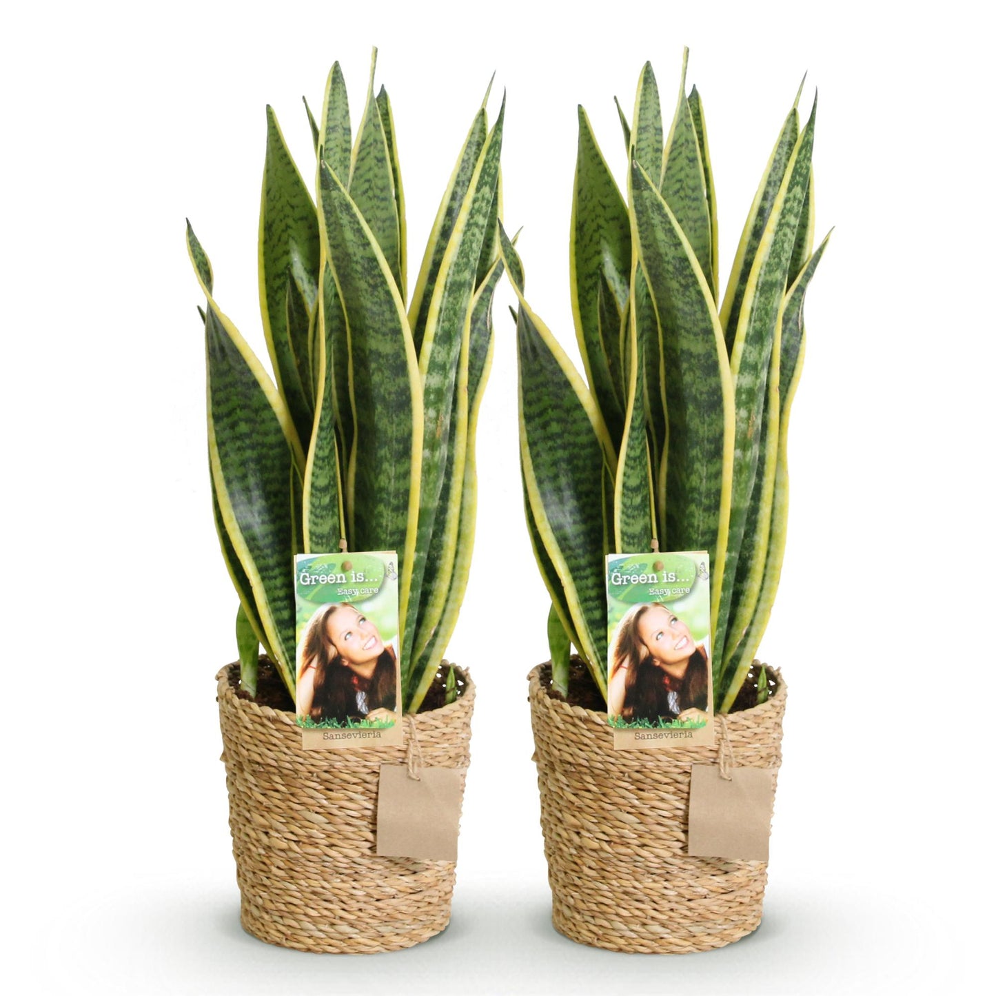 Green boutiQ - Zimmerpflanzen - Sanseveria Laurentii - Schwiegermutterzunge - Pflegeleicht - mit Korb - Grün - Gelb - 2 Pflanzen - Topf 17cm - Höhe 60-70cm 
