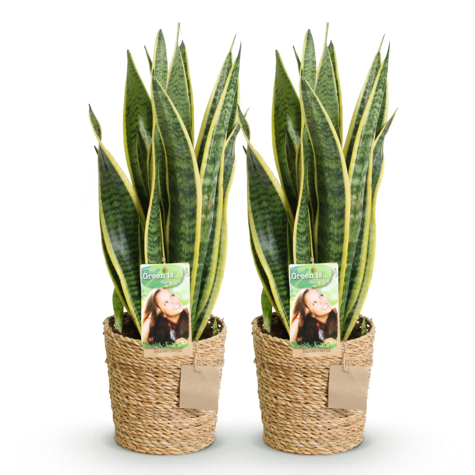 Green boutiQ - Zimmerpflanzen - Sanseveria Laurentii - Schwiegermutterzunge - Pflegeleicht - mit Korb - Grün - Gelb - 2 Pflanzen - Topf 17cm - Höhe 60-70cm 