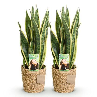 Green boutiQ - Zimmerpflanzen - Sanseveria Laurentii - Schwiegermutterzunge - Pflegeleicht - mit Korb - Grün - Gelb - 2 Pflanzen - Topf 17cm - Höhe 60-70cm 