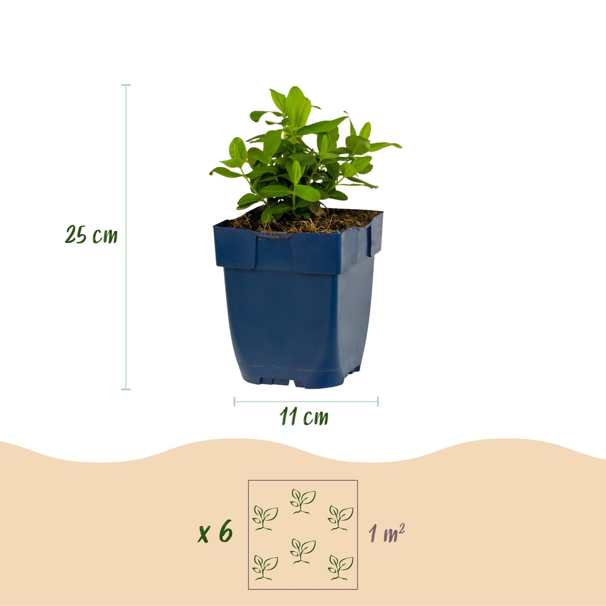 Johanniskraut – Hypericum calycinum – 6 Pflanzen – Topf Ø11cm – Bienenfreundliche Staude für Garten & Balkon