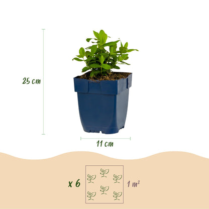 Johanniskraut – Hypericum calycinum – 6 Pflanzen – Topf Ø11cm – Bienenfreundliche Staude für Garten & Balkon