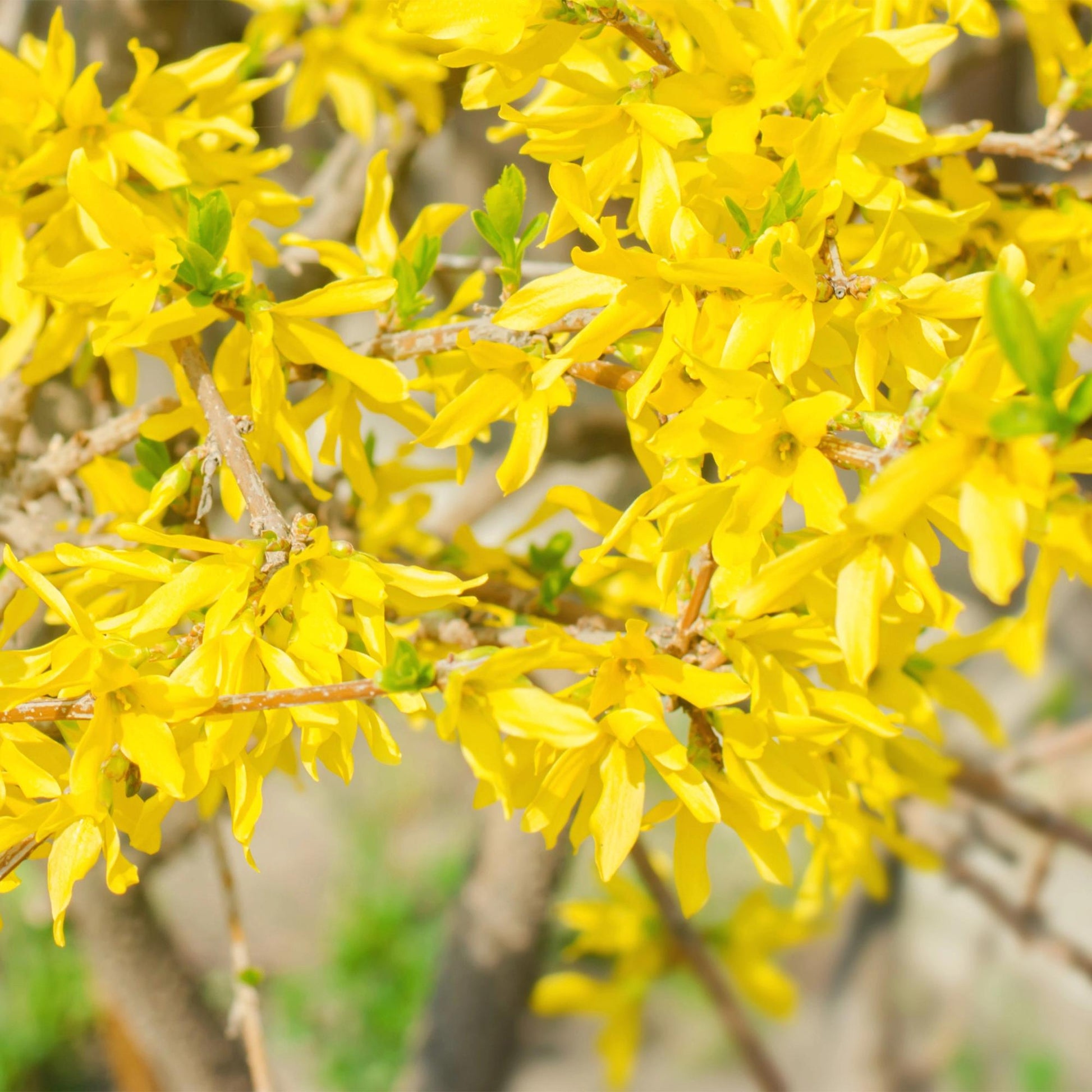 GreenboutiQ - Sträucher - Forsythia intermedia Goldrauch - Blüte Gelb - 1 Pflanze - Laubabwerfend - Wenig Pflege - Topf 17cm Höhe 45cm 