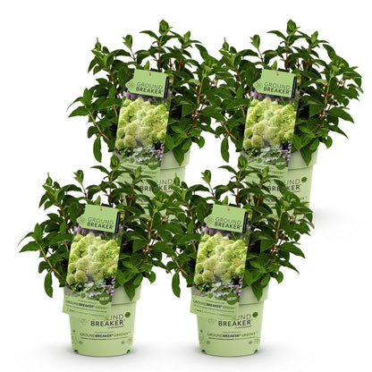 Rispenhortensie Hydrangea paniculata Groundbreaker Greeny 2er Set – frosthart cremeweiß bis grünlich – 14cm Höhe 20-25cm – la