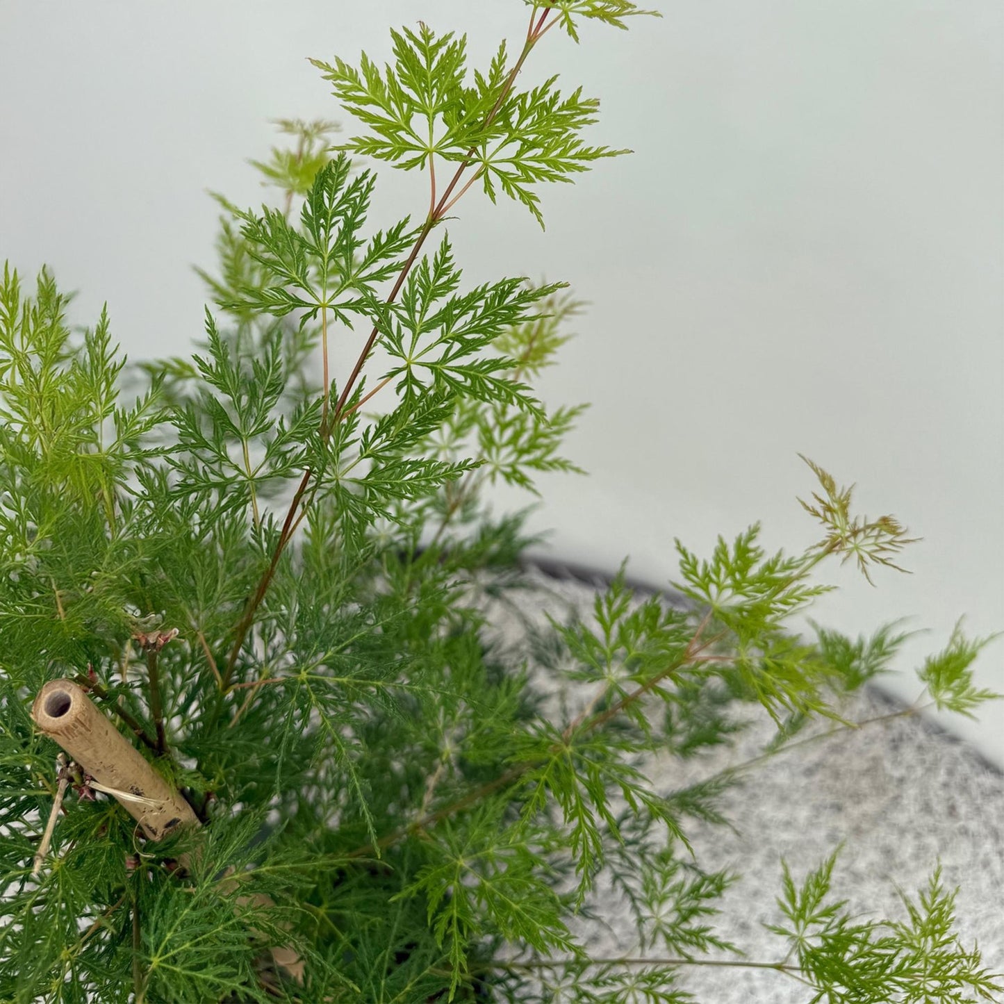 Japanischer Ahorn – Acer palmatum 'Emerald Lace' – 2 Pflanzen – je ca. 70 cm hoch – Topf Ø19 cm – fein geschnittenes Laub – Balkon- & Gartenpflanze 