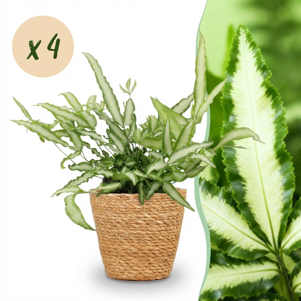 Green boutiQ - Zimmerpflanze - Pteris cretica Albolineata - Schwertfarn - Haustierfreundliche Pflanze - Grün - 4 Pflanzen - mit Korb - Topf 12cm - Höhe 20cm 