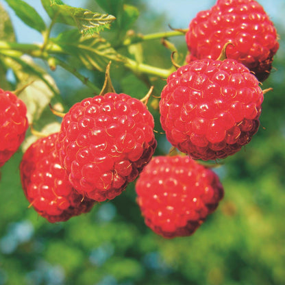 Green boutiQ - Fruit plant - Rubus idaeus Malling Promise - Raspberry plant - Hardy - Red Raspberry - 2 Plants - Pot 15cm - Height 50cm 