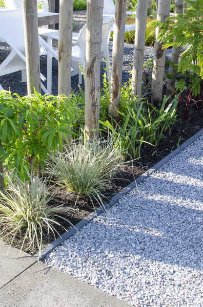 Geißblatt - Lomandra longifolia 'White Sands' - Ø19cm - ↕40cm 