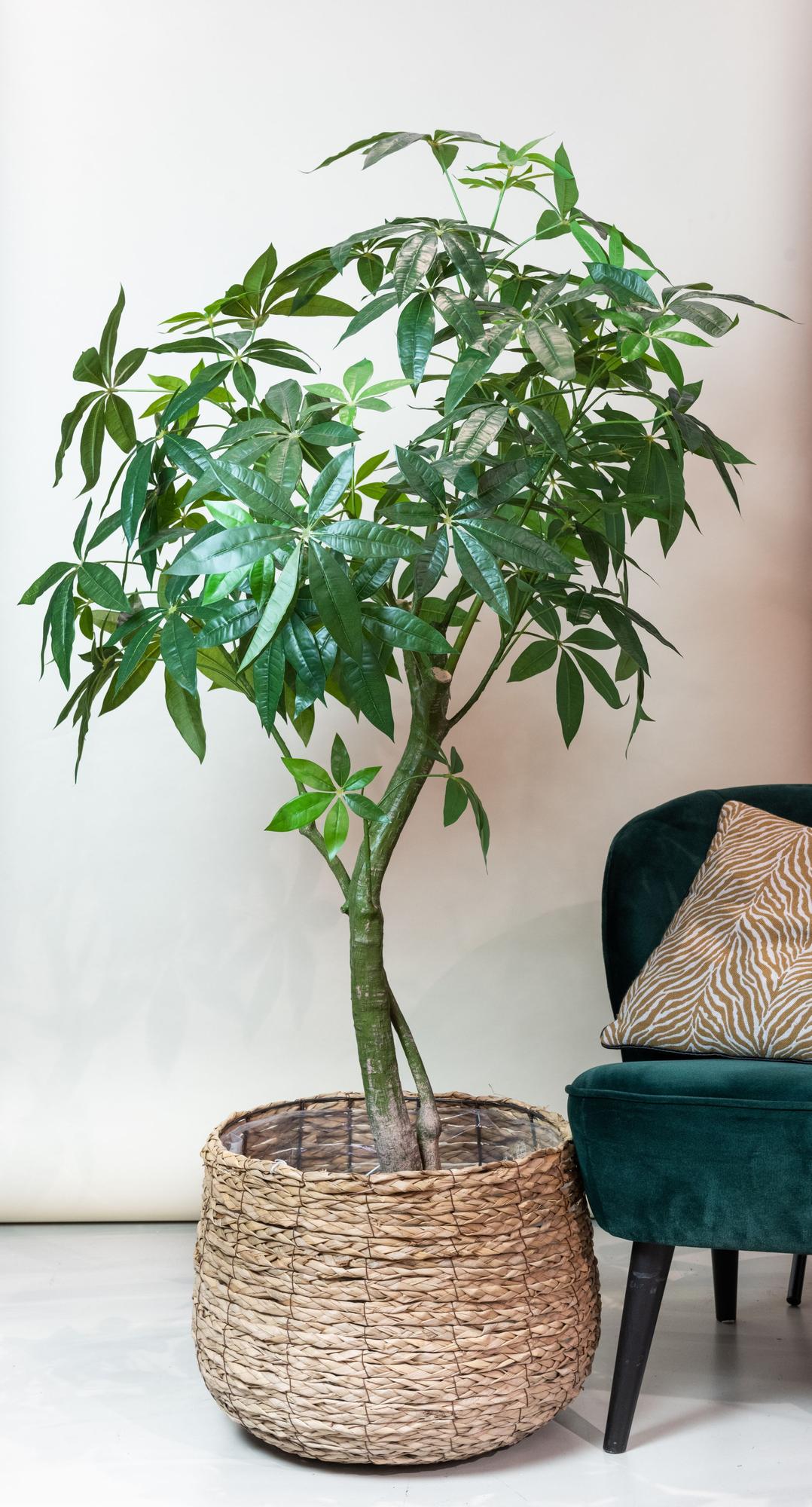 Kunstpflanze - Pachira Aquatica - Glückskastanie - 180 cm 
