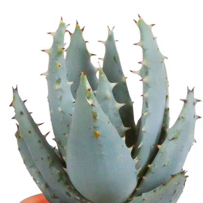 Kakteen & Sukkulenten Mischung – 15 Pflanzen 5,5 cm – Vielfältige Auswahl aus Cereus, Echeveria, Haworthia & Crassula – Hochwertige Qualität – Handbemalter mexikanischer Topf inklusive