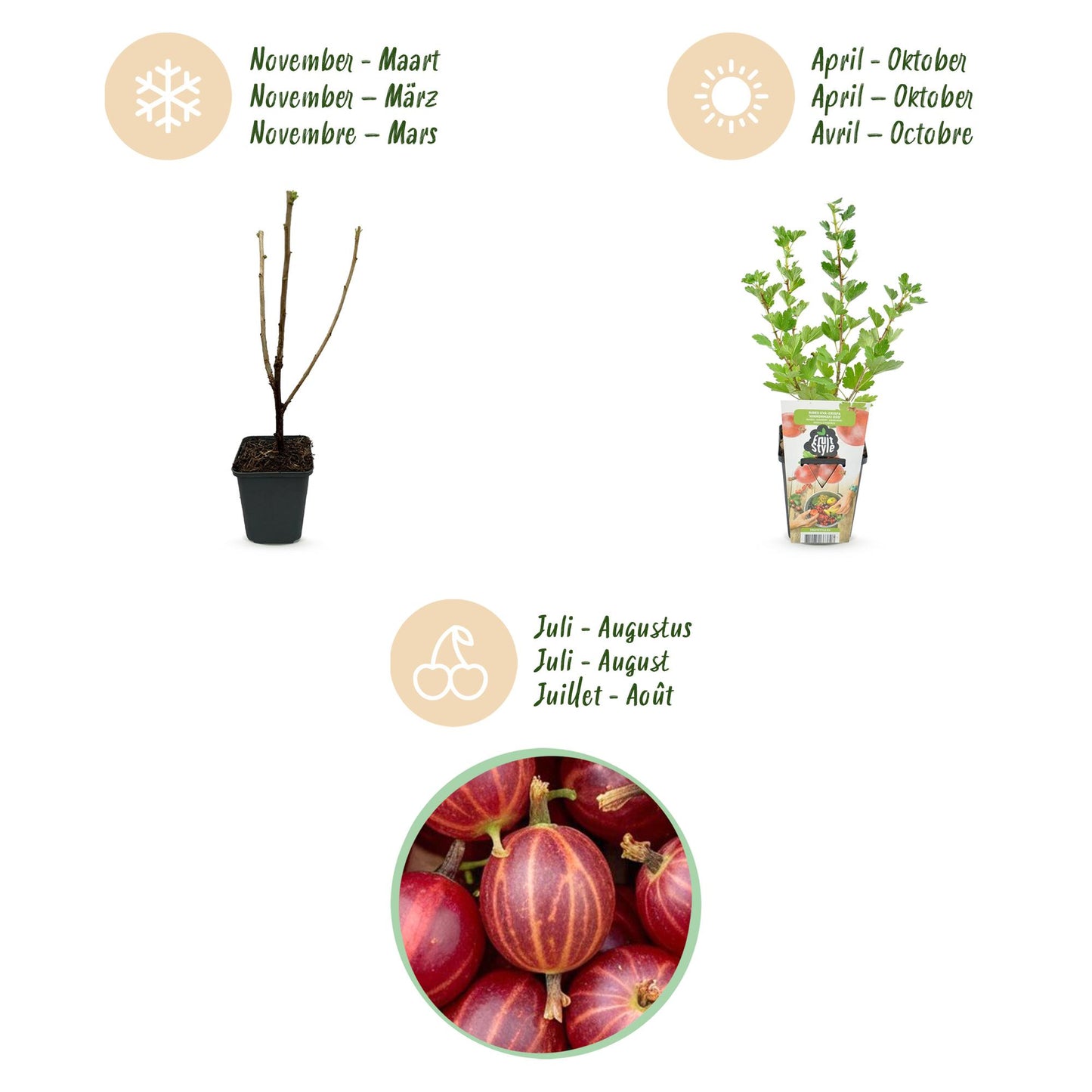 Rote Stachelbeere Ribes uva-crispa Hinnonmaki winterhart 3 Pflanzen Ø9cm Höhe30cm – Süß-saure rote Beeren für Garten Beet Balkon & Terrasse 