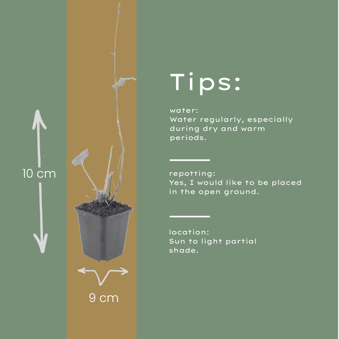 Persicaria amplexicaulis Speciosa – 24 Pflanzen – Ø9cm – Höhe 10-25cm – Winterharte Staude – Tiefrote Blütenähren – Bienenfreundlich für Beet & Präriegarten
