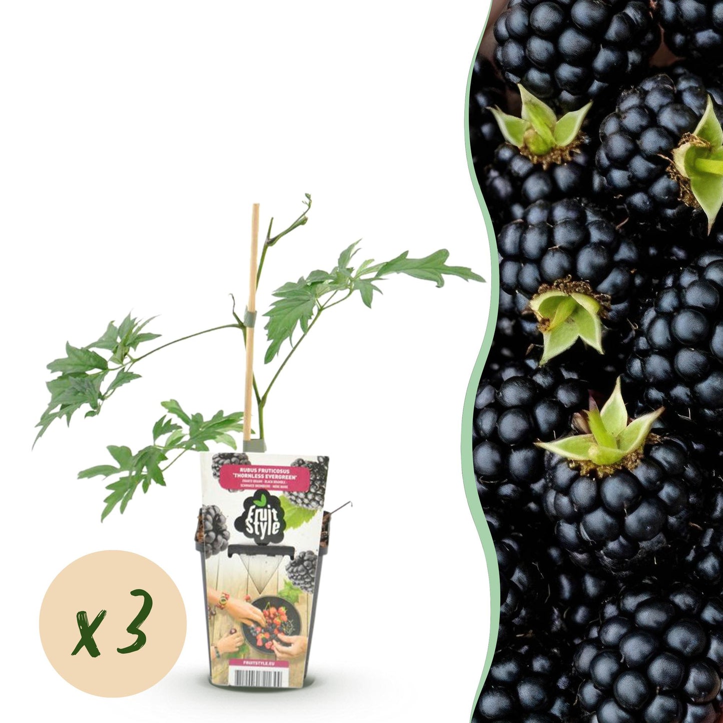 Immergrüne Brombeere Rubus fruticosus Thornless Evergreen frosthart 3 Pflanzen Ø9cm Höhe30cm – Dornenlose schwarze Brombeere für Garten & Balkon 