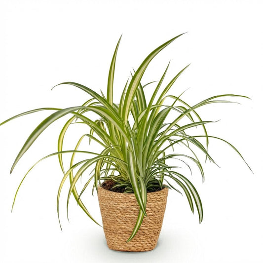 Green boutiQ - Zimmerpflanze - Chlorophytum comosum Variegatum - Bunte Graslilie - Haustierfreundliche Pflanze - Grün - 1 Pflanze - mit Korb - Topf 12cm - Höhe 20cm 