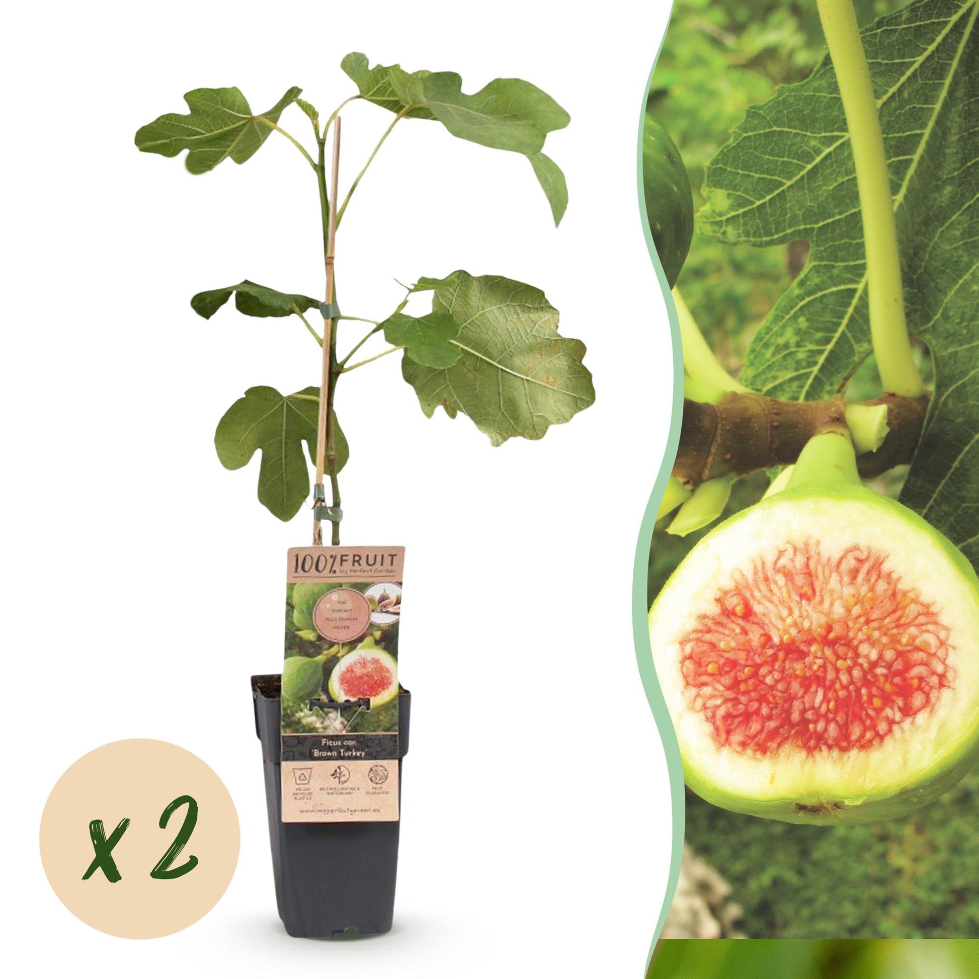 Green boutiQ - Fruit plant - Ficus carica Brown Turkey - Fig tree - Hardy - Green - Purple Fruit - 2 Plants - Pot 15cm - Height 50cm 