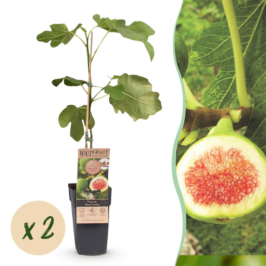 Green boutiQ - Fruit plant - Ficus carica Brown Turkey - Fig tree - Hardy - Green - Purple Fruit - 2 Plants - Pot 15cm - Height 50cm 