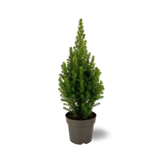 Picea glauca Perfecta - 15 cm Ø - 40 cm ↨ 