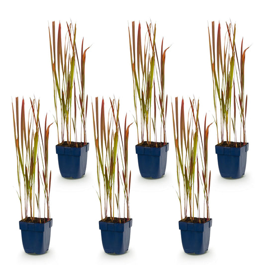 Blutgras 'Red Baron' – Imperata cylindrica 'Red Baron' – 6 Pflanzen – Topf Ø11cm – Staude für Garten & Balkon