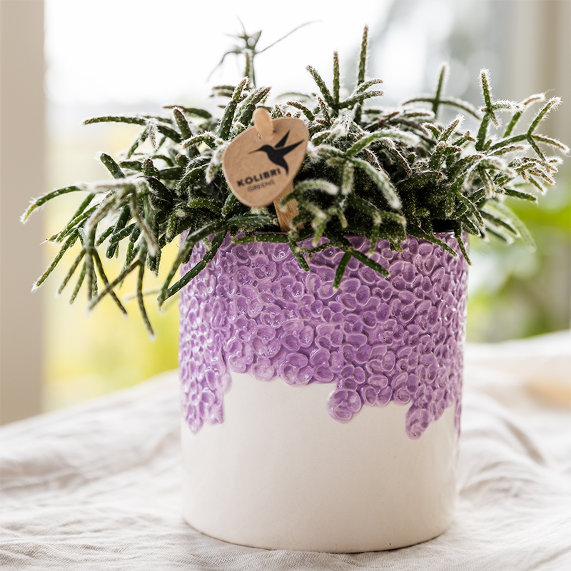 Kolibri Company | Bloom Purple Pflanzenset | Violette Vienna Orchidee + Grünpflanzen inkl. Übertöpfe 