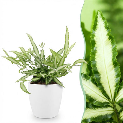 Green boutiQ - Zimmerpflanze - Pteris cretica Albolineata - Schwertfarn - Haustierfreundliche Pflanze - Grün - 1 Pflanze - mit Potter Weiß - Topf 12cm - Höhe 20cm 