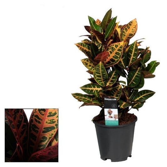 Croton Petra – Zimmerpflanze – Ø17cm – ↕55cm – Bunte Blattpflanze mit lebhaften Farben – Pflegeleicht & dekorativ 
