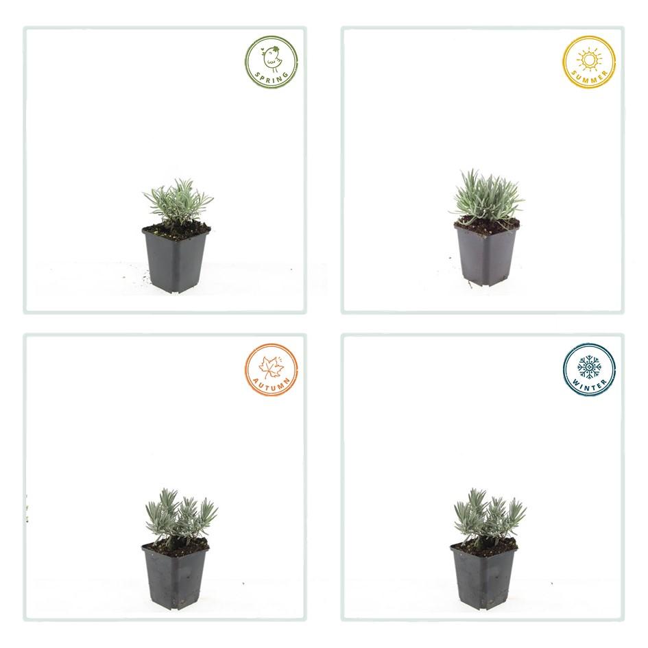Weißer Lavendel Lavandula int. ‘Edelweiss’ – ↕10-25cm – Ø9cm – 60 Pflanzen – Winterhart & pflegeleicht – Duftende Blüten – Für Beete, Töpfe & Steingärten