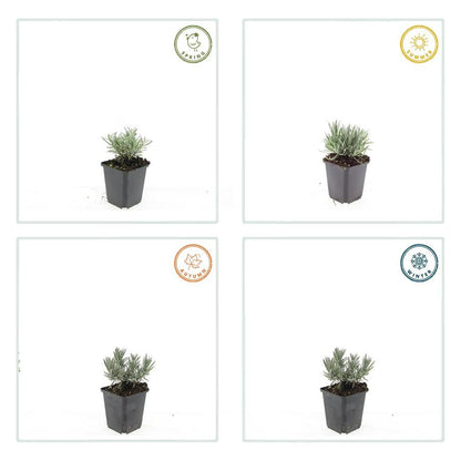 Weißer Lavendel Lavandula int. ‘Edelweiss’ – ↕10-25cm – Ø9cm – 60 Pflanzen – Winterhart & pflegeleicht – Duftende Blüten – Für Beete, Töpfe & Steingärten