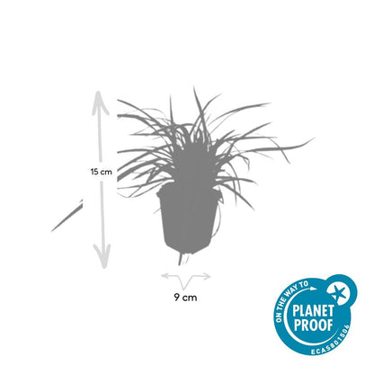 Goldrand Segge Carex morrowii 'Aureovariegata' – ↕10-25cm – Ø9cm – 40 Pflanzen – Japan-Segge – Immergrünes Ziergras – Halbschatten & Schatten – Pflegeleicht