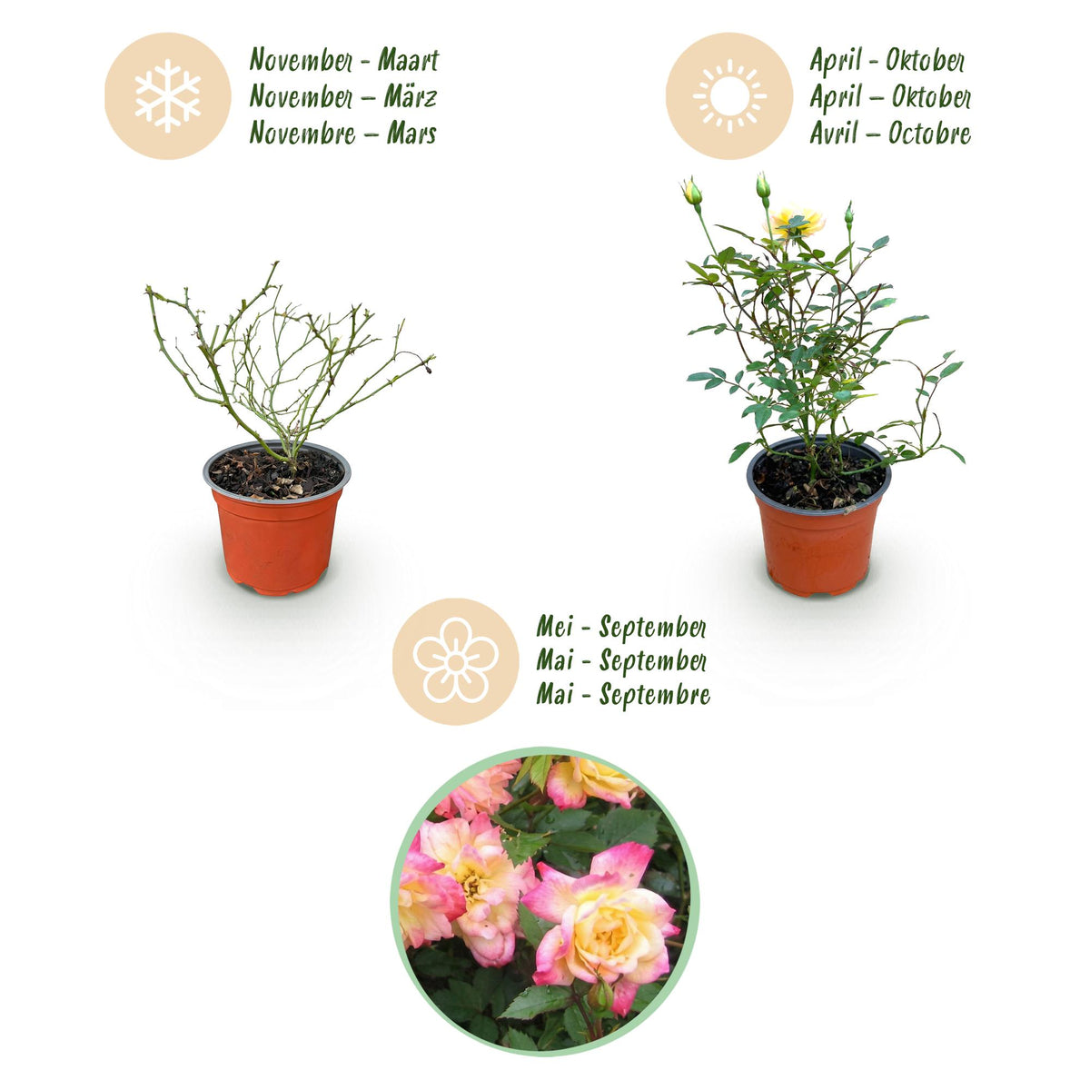 Green boutiQ - Gartenrose - Rosa Tricolor Fairy - Rose - Winterhart - Gelb-Rosa - 3 Pflanzen - Topf 12cm - Höhe 20-25cm 