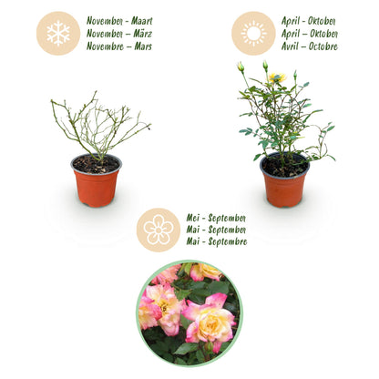Green boutiQ - Gartenrose - Rosa Tricolor Fairy - Rose - Winterhart - Gelb-Rosa - 3 Pflanzen - Topf 12cm - Höhe 20-25cm 