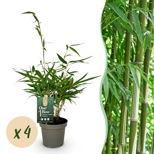 Green boutiQ - Gräser - Fargesia robusta Pingwu - Bambus - Nicht Wuchernd - Grün - 4 Pflanzen - Topf 14 cm - Höhe 35 cm 