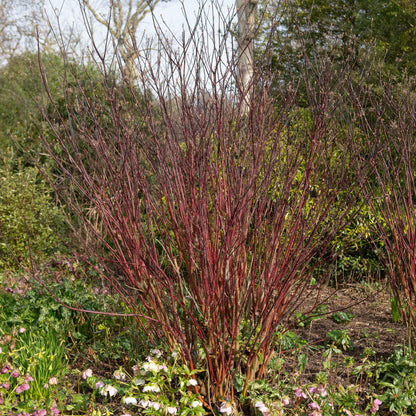 Schwarzholz-Hartriegel - Cornus alba Kesselringii - Wenig Pflege - Topf 17cm Höhe 45cm