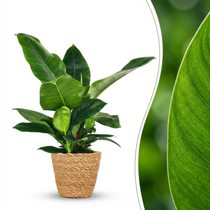 Green boutiQ - Zimmerpflanze - Philodendron - Philodendron Imperial Green - Grün - Pflegeleicht - 1 Pflanze - mit Korb - Topf 19cm - Höhe 65cm 