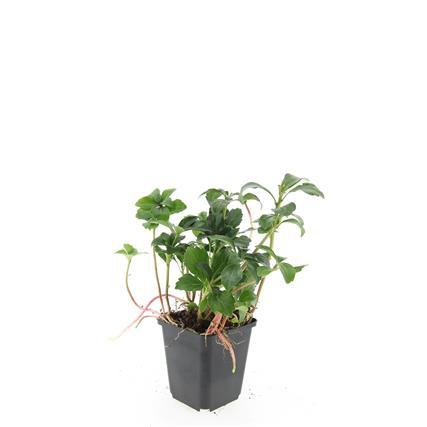 Schattengrün Pachysandra terminalis 'Green Sheen' – 48 Pflanzen – ↕10-25 cm – Ø9 cm – Immergrüner Bodendecker – Winterhart & pflegeleicht – Schattengarten 
