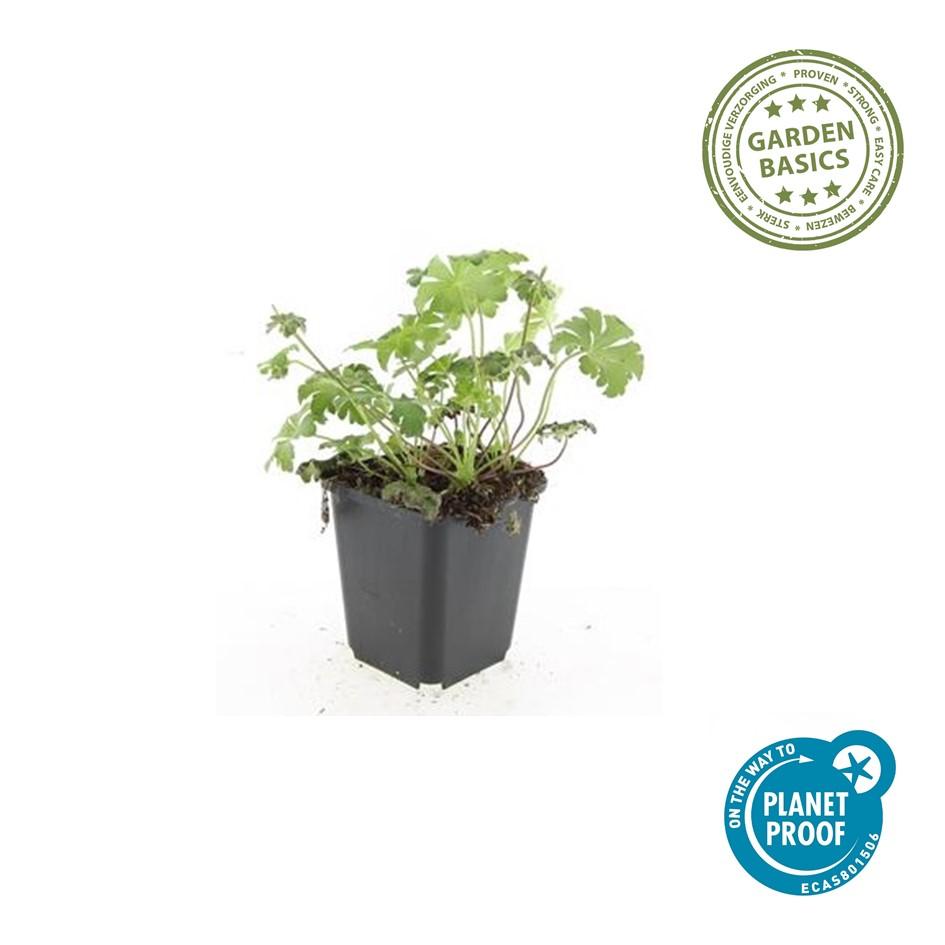 Storchschnabel Geranium cantabrigiense 'Cambridge' – ↕10-25cm – Ø9cm – 12 Pflanzen – Bodendecker & Staude mit rosa Blüten – Winterhart, pflegeleicht & bienenfreundlich