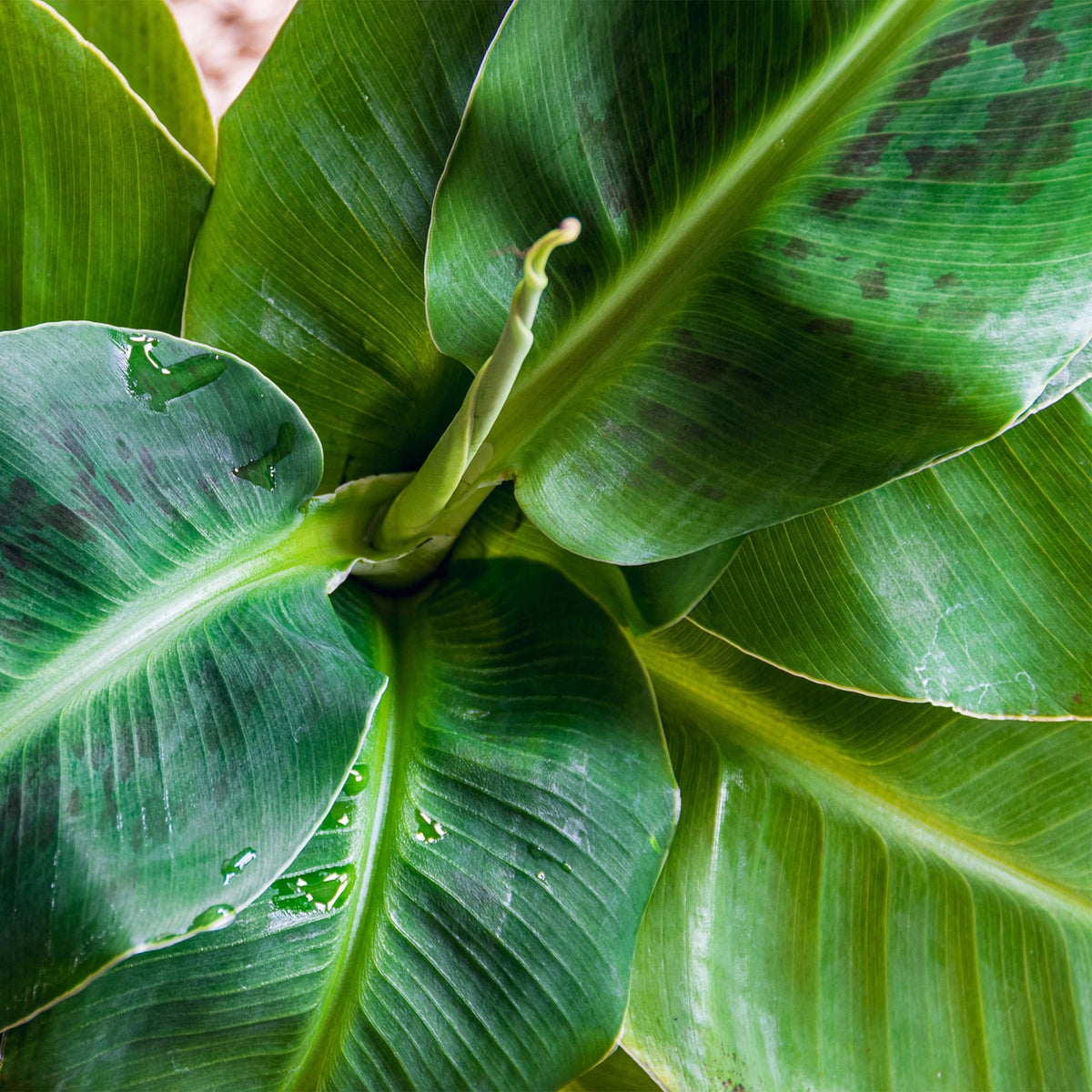 Green boutiQ - Zimmerpflanzen - Musa acuminata Dwarf Cavendisch - Bananenpflanze - Wenig Pflege - Grün - 1 Pflanze - mit Potter Grau - Topf 21cm - Höhe 70-75cm 