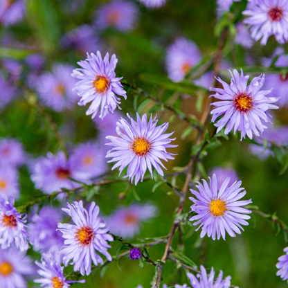 Sommeraster Aster frikartii Mönch – 24 Pflanzen – 10-25cm – Ø9cm – Langblühende Staude für sonnige Beete – Bienenfreundliche Gartenpflanze – Herbstblüher