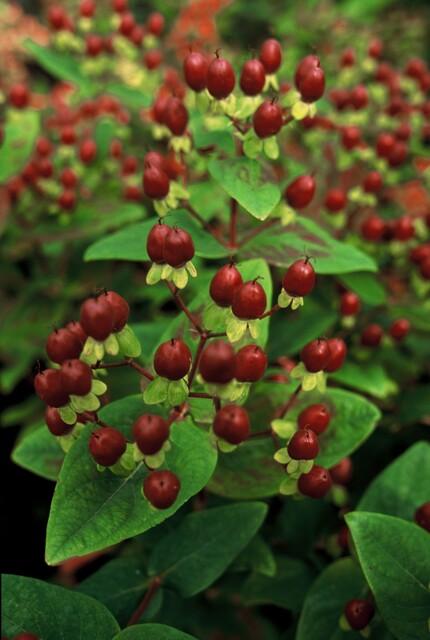 Johanniskraut Hypericum inodorum 'Beauty' – ↕10-25cm – Ø9cm – 6 Pflanzen – pflegeleichter Strauch – gelbe Blüten – bienenfreundlich