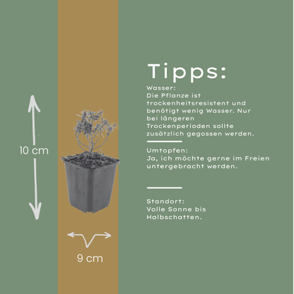 Iberis sempervirens Schneeflocke – 12 Pflanzen – Ø9cm – Höhe 10-25cm – Winterharte Bodendecker Staude – Weiße Frühlingsblüte – Immergrün für Beet & Steingarten