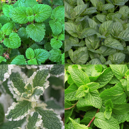 Staudenset „Teekräuter“ – 8 aromatische Kräuterstauden für ca. 1 m² – Für frischen Kräutertee aus dem eigenen Garten – Pflegeleichtes Kräuterpaket – Ø11 cm 