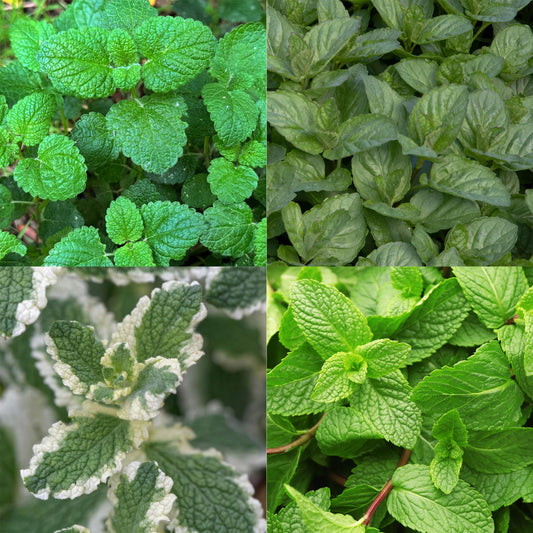 Staudenset „Teekräuter“ – 8 aromatische Kräuterstauden für ca. 1 m² – Für frischen Kräutertee aus dem eigenen Garten – Pflegeleichtes Kräuterpaket – Ø11 cm 