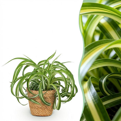Green boutiQ - Zimmerpflanze - Chlorophytum comosum Bonnie - Lockige Graslilie - Haustierfreundliche Pflanze - Grün - 1 Pflanze - mit Korb - Topf 12cm - Höhe 20cm 