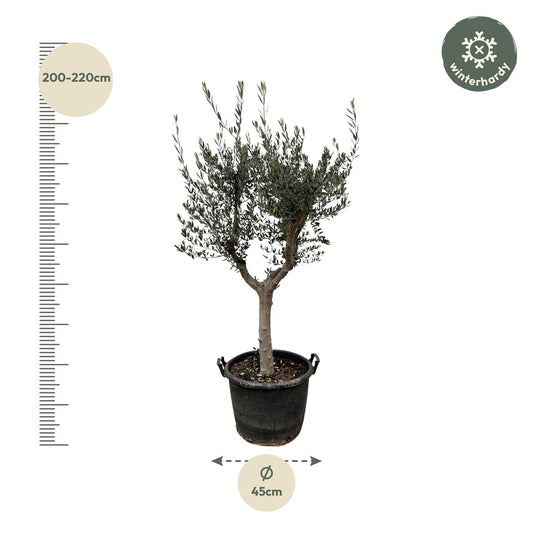 Olivenbaum - Olea Europaea Cultivo - 220cm - Ø40cm
