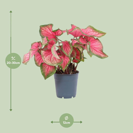 Caladium Sweetheart - Ø12cm - ↕25cm 