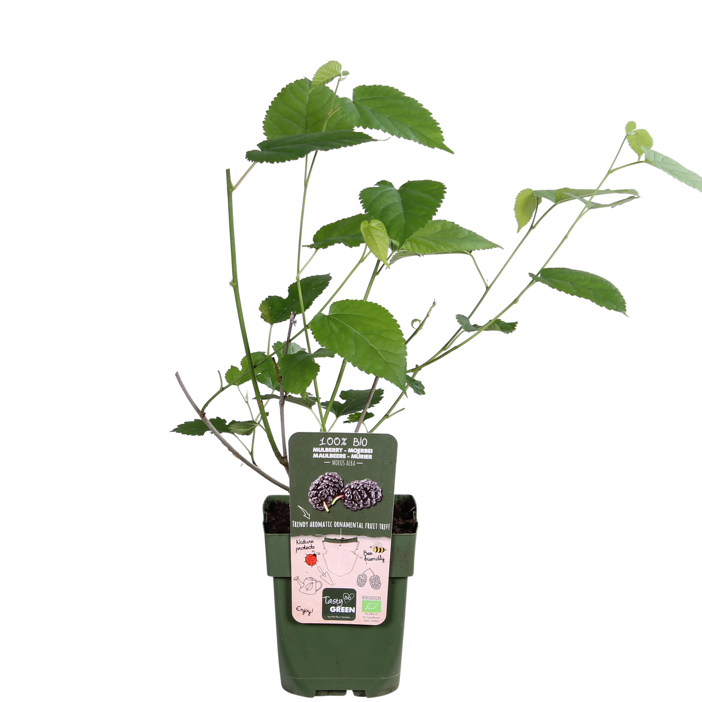 Schwarze Maulbeere – Morus nigra 'Mulle' – Ø13cm – ↕45cm – Bio-Anbau – Vitaminreiche Obstpflanze für Garten & Topf 