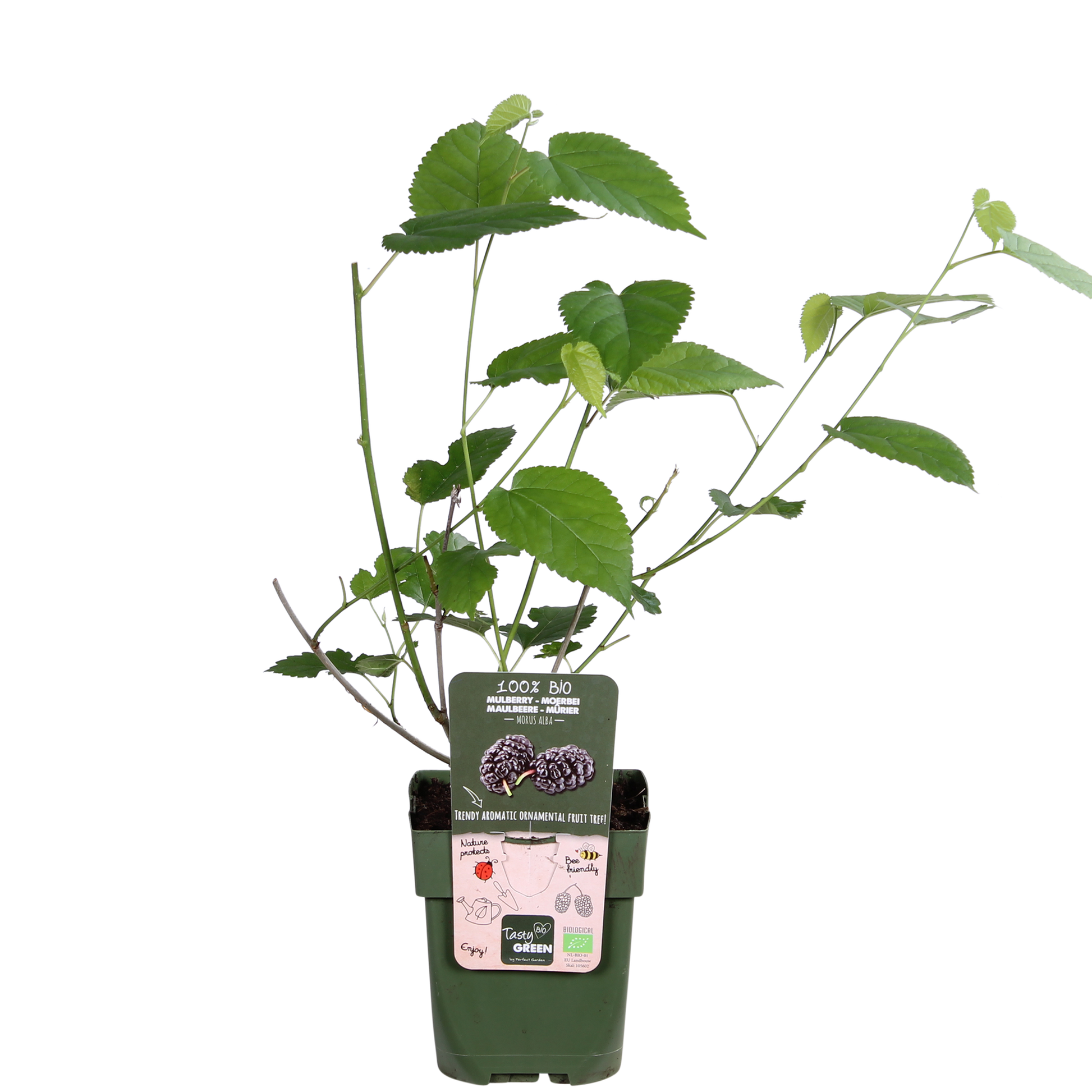 Schwarze Maulbeere – Morus nigra 'Mulle' – Ø13cm – ↕45cm – Bio-Anbau – Vitaminreiche Obstpflanze für Garten & Topf 