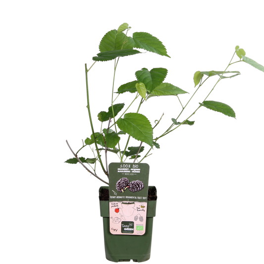 Schwarze Maulbeere – Morus nigra 'Mulle' – Ø13cm – ↕45cm – Bio-Anbau – Vitaminreiche Obstpflanze für Garten & Topf 