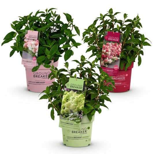 Green boutiQ - Gartenpflanze - Hydrangea panniculata Groundbreaker Blush -Greeny - Ruby - Rispenhortensie - Kompakt - Rosa-Grün-Rot - 3 Pflanzen - Topf 14cm - Höhe 20-25cm 