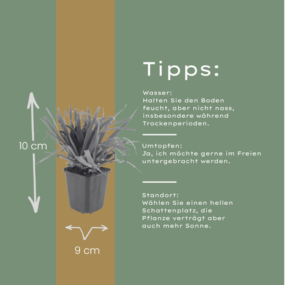 Luzula sylvatica Wald-Hainsimse – 12 Pflanzen Ø9cm – Höhe10-25cm – Immergrüner Bodendecker für Schatten & Unterpflanzung – Winterhart pflegeleicht – Robuste Gartenstaude